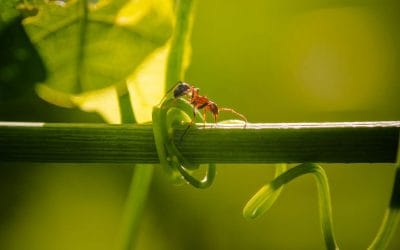 Les fourmis au potager