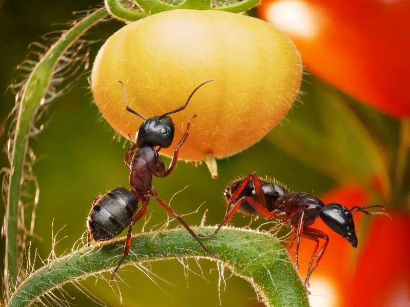 Fourmis qui s'attaquent aux tomates du potager