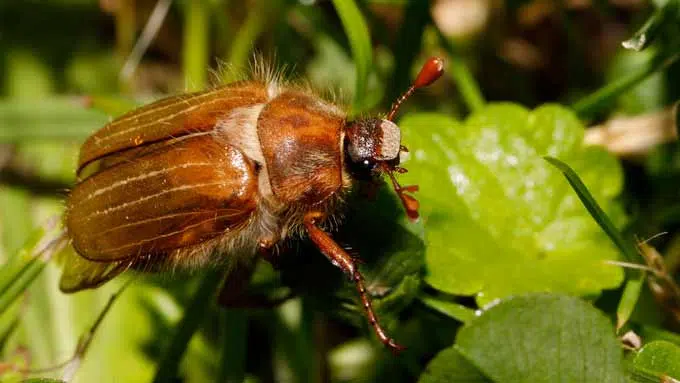 Hanneton commun (Melolontha melolontha)