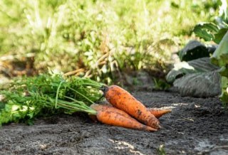 Légumes frais et bio du jardin 