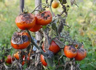 Mildiou tomate