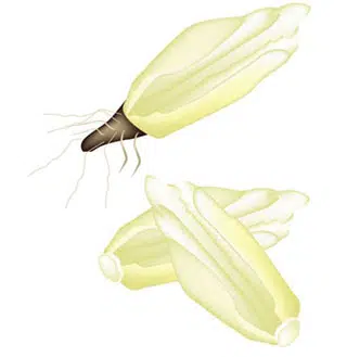 Origine endive