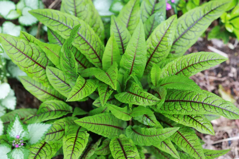 Planter l'oseille au potager