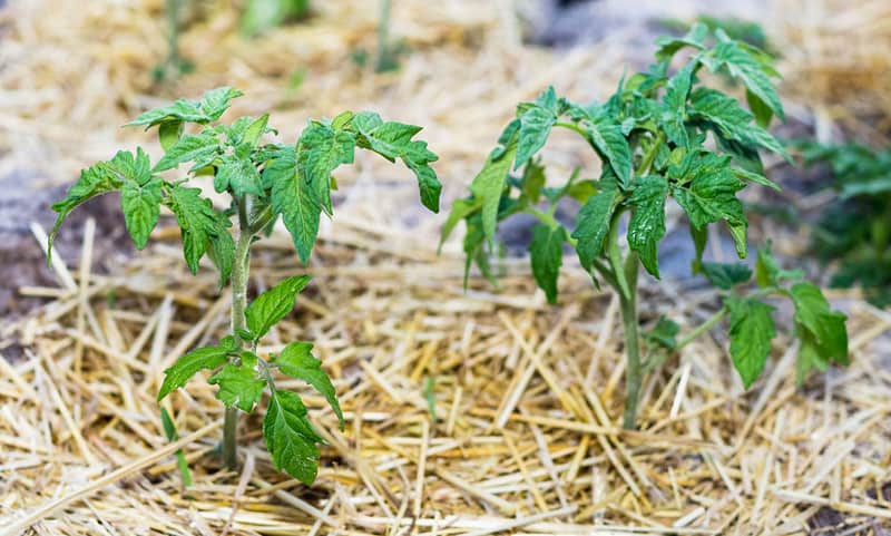 Paillage du potager