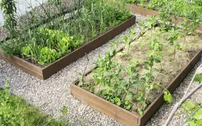 Potager en permaculture