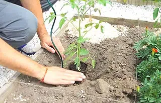 Plantation des tomates au potager.