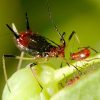 lutter contre les pucerons