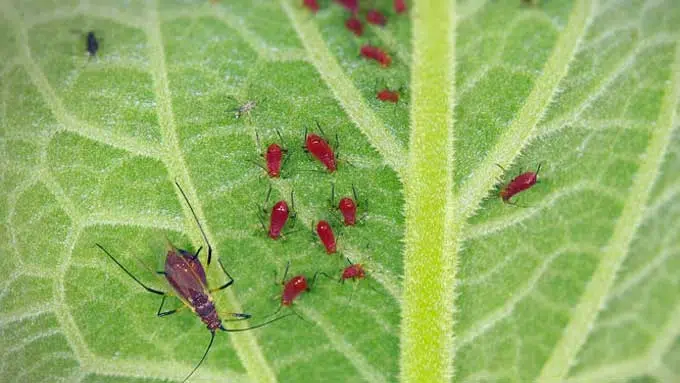 Pucerons rouges sur la face inférieure d'une feuille.