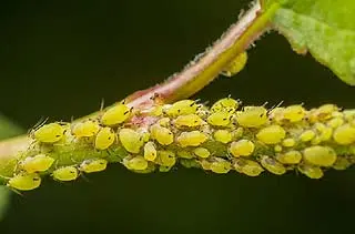 infestation de pucerons jaunes