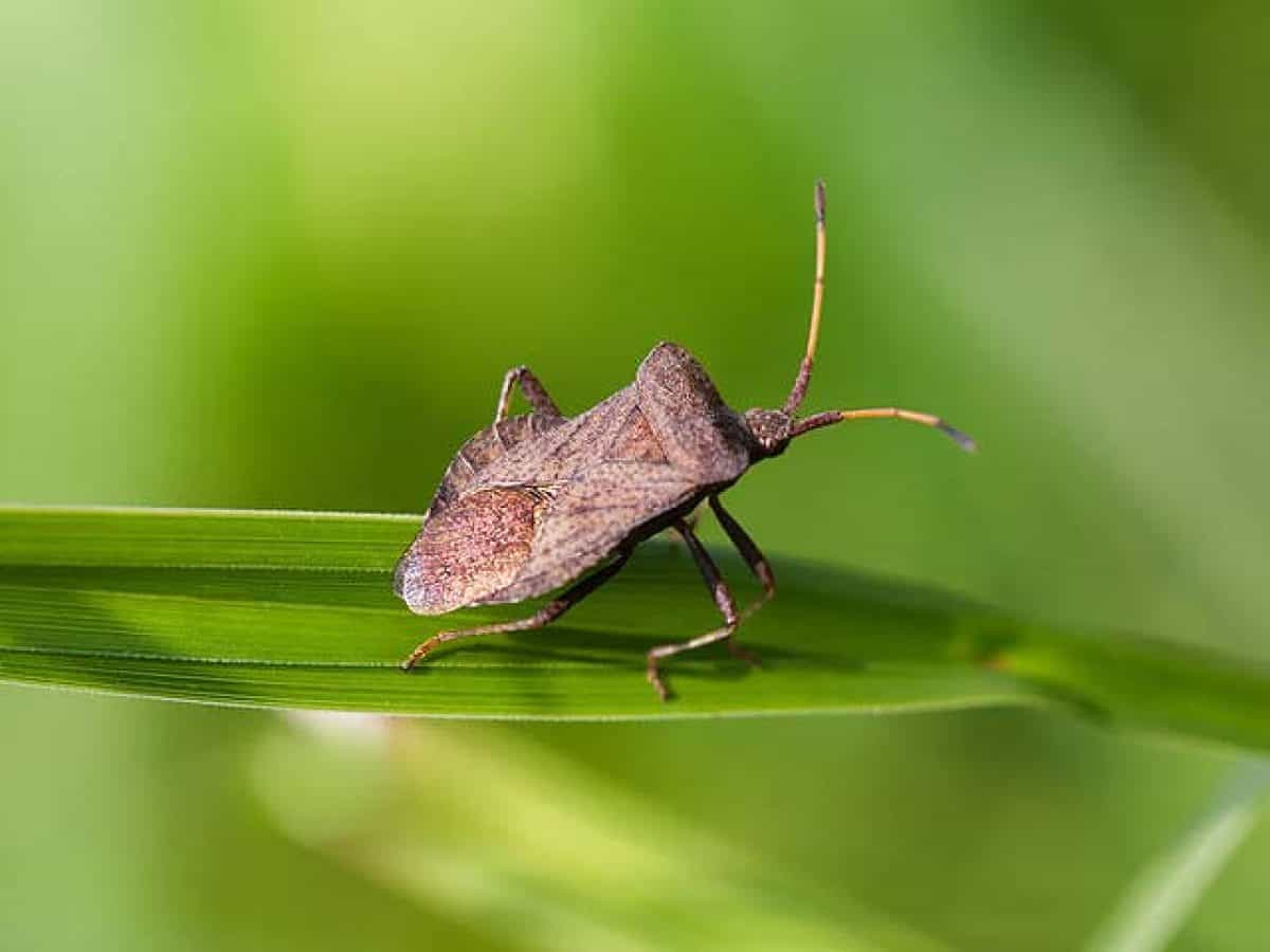 5 Astuces Efficaces Pour Se Debarrasser Des Punaises De Jardin