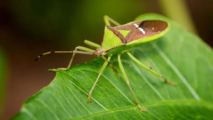 Punaise verte sur une feuille (Hemiptera)