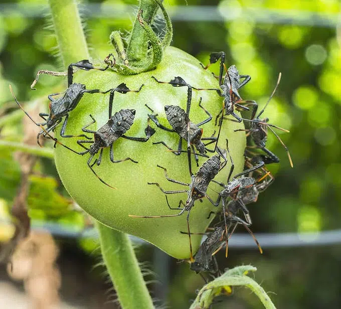 Punaises se nourrissent de tomates vertes au potager.