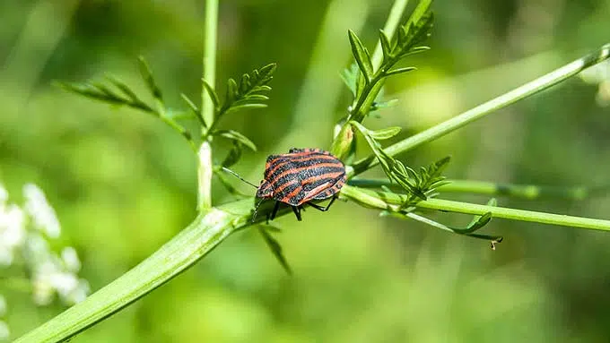 Punaise arlequin (punaise rouge rayée noire).