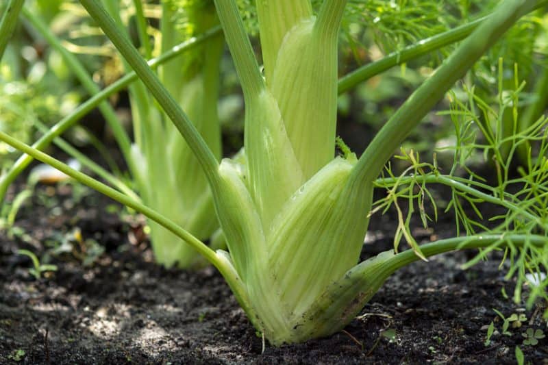 Fenouil : plantation, récolte, bienfaits et utilisation en cuisine.