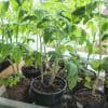 Quand repiquer mes plants de tomate ?