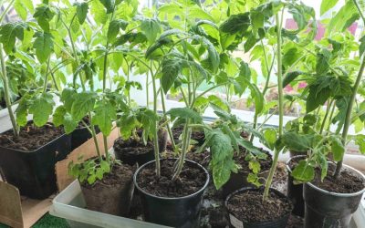 Quand repiquer mes plants de tomate ?