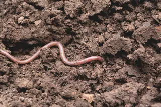 Ver de terre dans le sol du potager