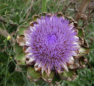 Artichaut en fleurs