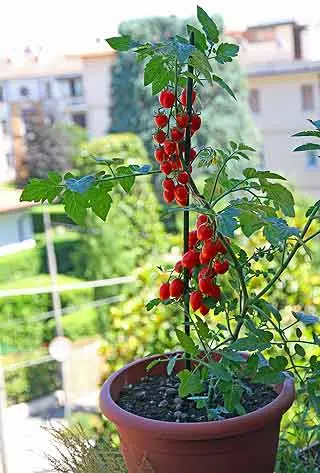 Choisir la meilleure exposition pour son potager