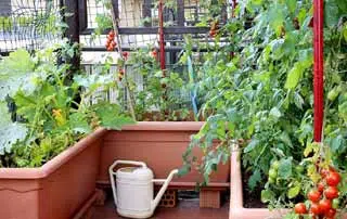 Choix de légumes adaptés au potager terrasse.