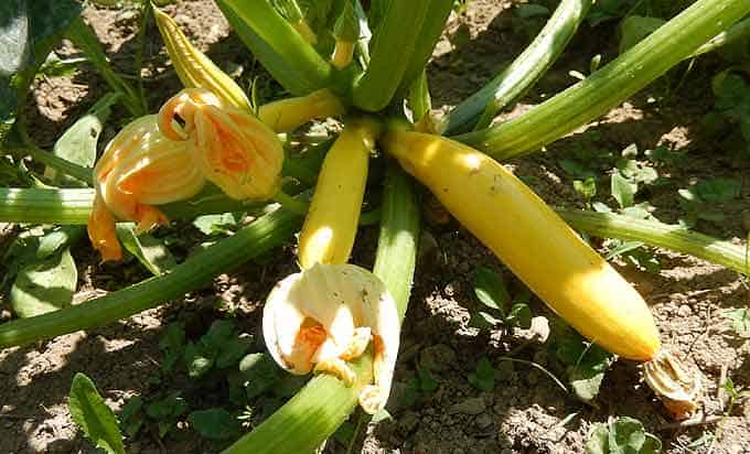 Jeune courgette au potager