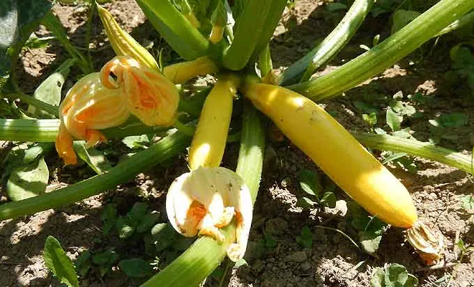 Jeune courgette au potager