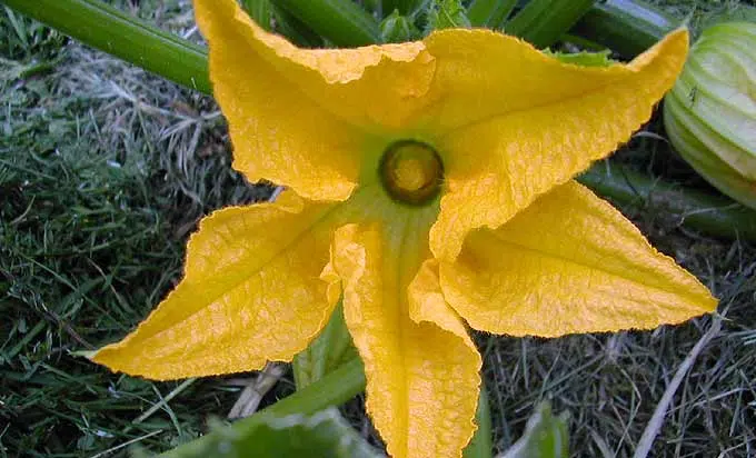 Courgette en fleur