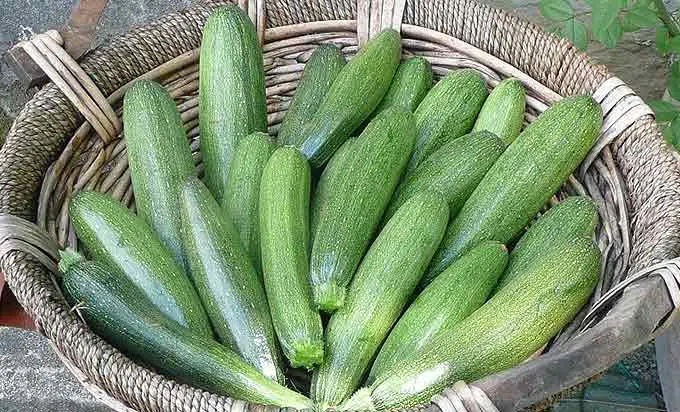 La récolte des courgettes du potager