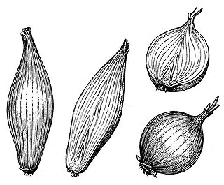 Différence entre l'oignon et l'échalote