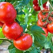 Les fruits et légumes
