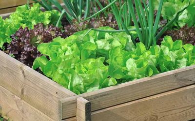Potager surélevé ou carré