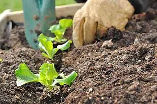 Légumes à planter au potager