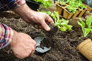 meilleurs légumes au potager surélevé