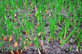 Oignon dans le potager