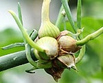 Oignons rocamboles