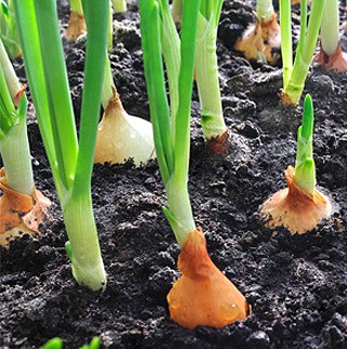 Plantation oignon