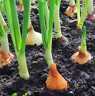 Curiosité au potager: L'oignon patate