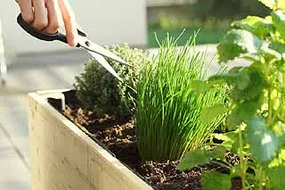 Plantes aromatiques dans un potager de balcon.