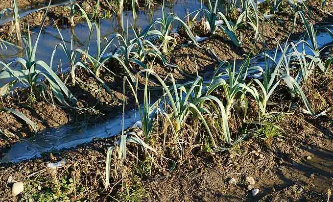 Rangs de poireaux au potager