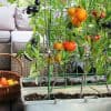 potager balcon ou terrasse