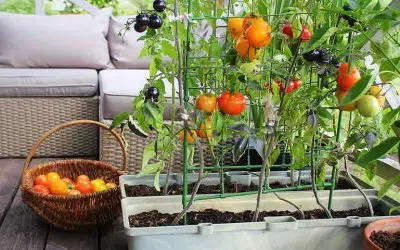 potager balcon ou terrasse