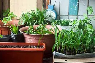 Traiter préventivement votre potager pour de beaux légumes.