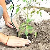 Techniques de jardinage