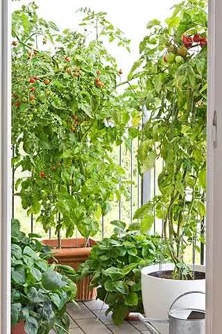 Tomates pour un potager balcon