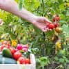 conseil culture tomate
