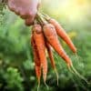 conseil culture carotte