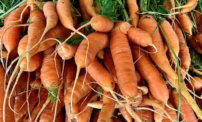 Récolte de grosses carottes au potager