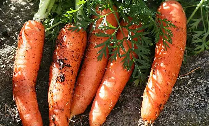 La récolte des premières carottes
