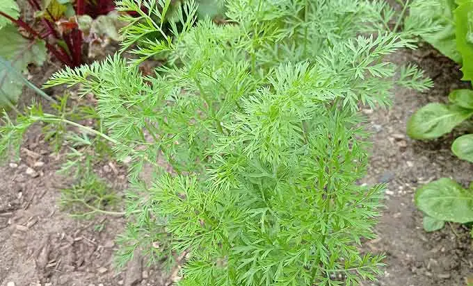 Plants de carottes dans mon potager