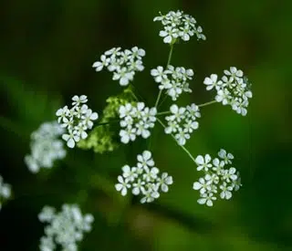 Cerfeuil en fleurs